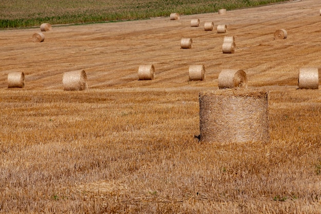 Pilhas de palha no campo após a colheita de cereais