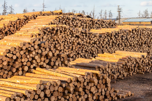 Pilhas de toras de pinheiro e larício preparadas para exportação. o conceito de derrubada e destruição das reservas florestais mundiais.