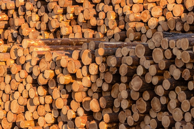 Pilhas de toras de pinheiro e larício preparadas para exportação. O conceito de derrubada e destruição das reservas florestais mundiais.