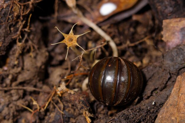 Pill Millipede vive na floresta tropical.