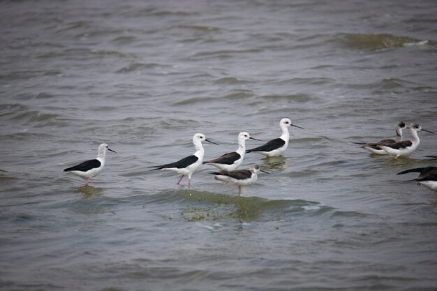 Pilotes de alas negras de pie en un lago