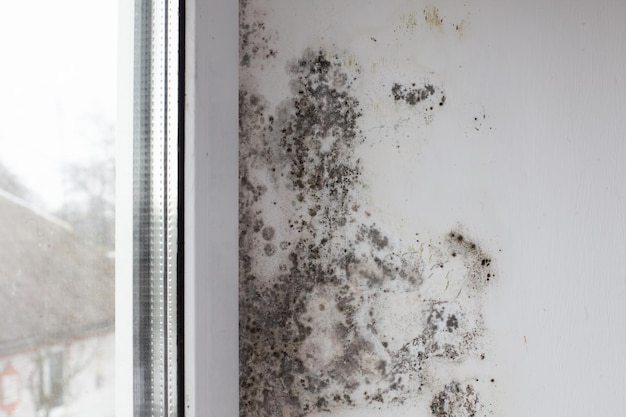 Foto pilz an der wand neben dem fenster schwarzer pilz bedeckt die weiße wand und das fenster