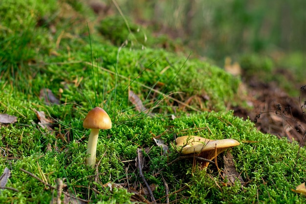 Pilz auf dem Gras. Pilz im Herbstwald. Sonniger Tag.