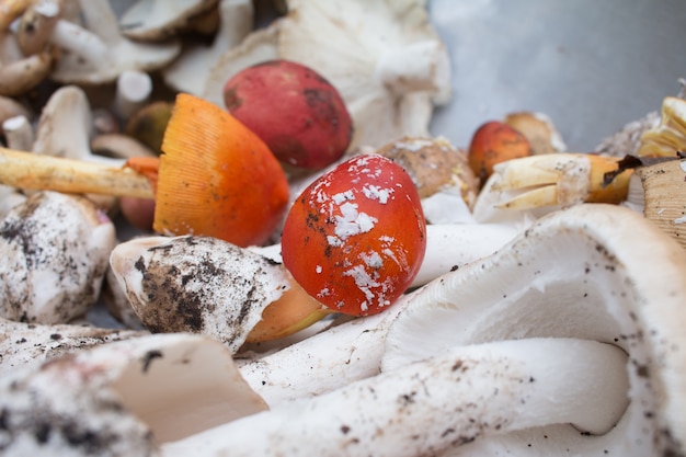 Pilz auf dem ländlichen Markt.