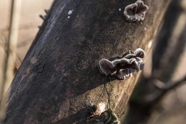 Pilz auf einem Baum im Wald