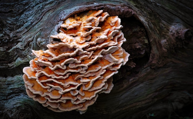 Pilz auf einem Baum