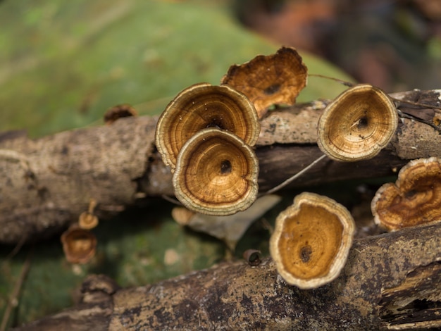 Pilz auf einem Zerfallholz im Regenwald