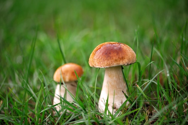 Pilz Boletus in einem Wald auf grünem Hintergrund