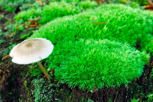 Pilz der Gattung Mycena spp wächst auf abgestorbenem Holz in einem Wald