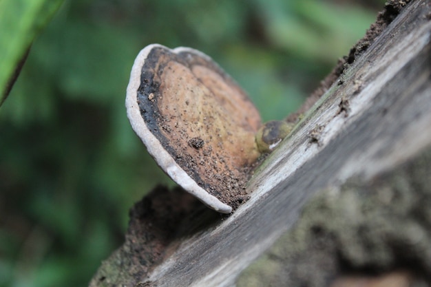 Pilz, der von einem Baum wächst