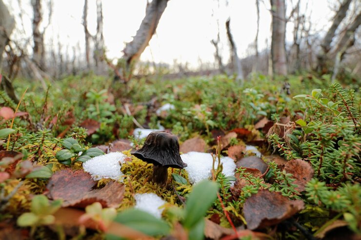 Foto pilz im abisko-nationalpark