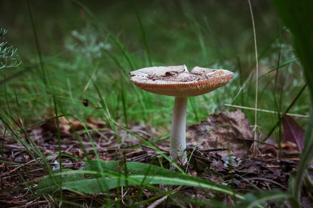 Pilz im grünen Gras des Waldhintergrundes