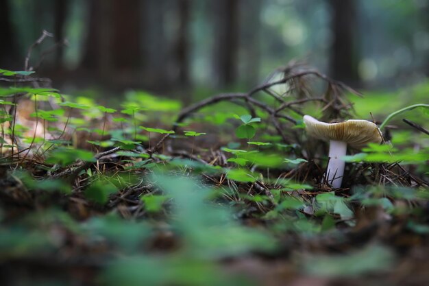 Pilz im Herbst in einem Waldweg mit geringer Schärfentiefe
