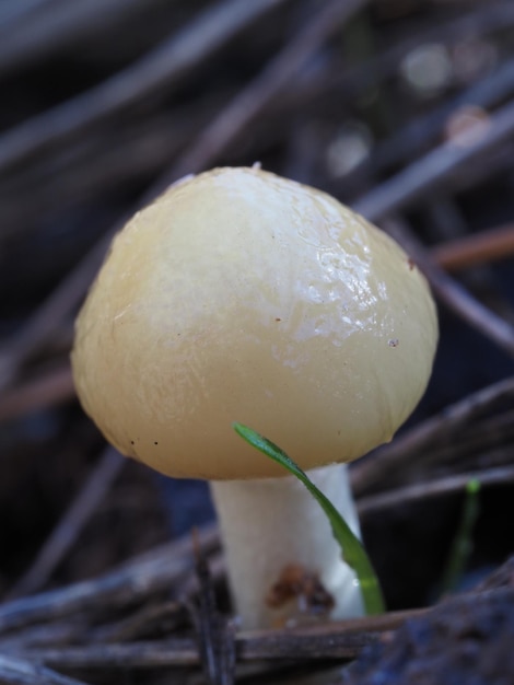 Pilz im Herbstwald