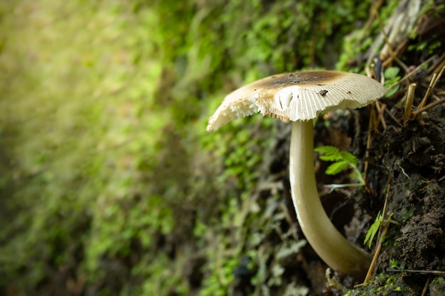 Pilz im Regenwald und im Morgenlicht.