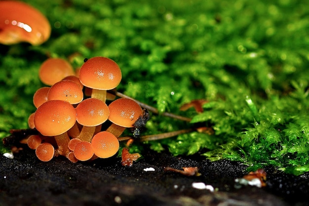 Pilz im Wald auf Gras