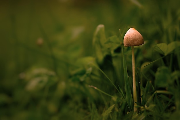 Pilz im Wald auf Gras