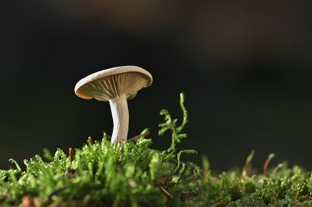 Pilz im Wald auf Gras