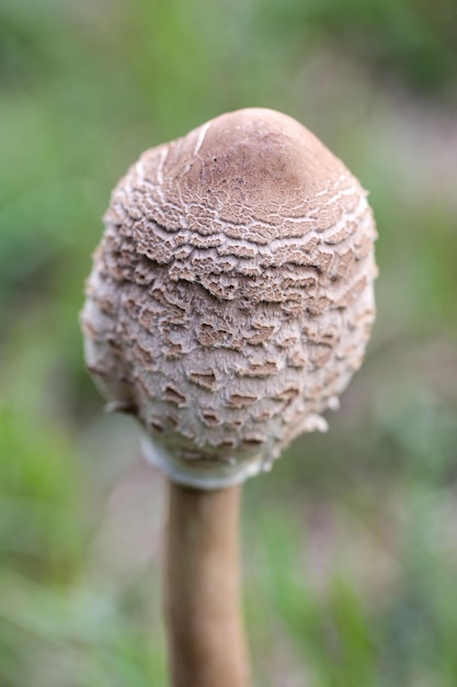 Pilz im Wald. Detail des geschlossenen Hutes der Macrolepiota procera