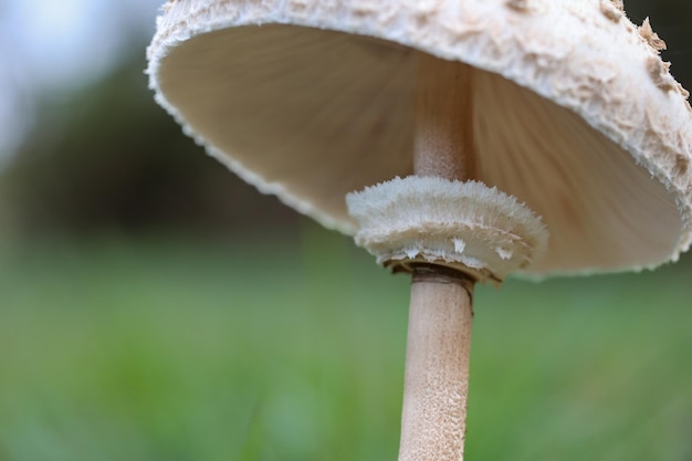 Pilz im Wald. Detail des Rings und des Hutes der Macrolepiota procera