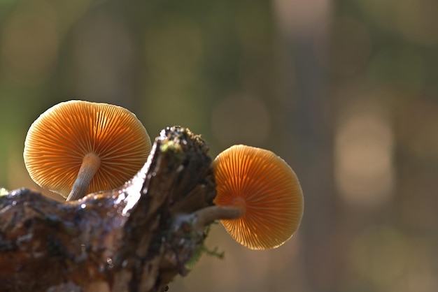 Pilz im Wald kostenlos