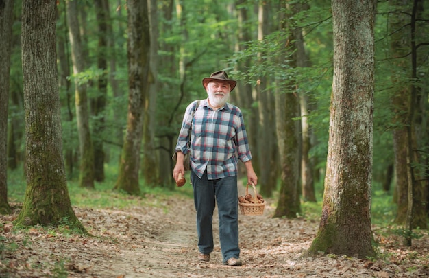 Pilz im Wald Älterer Mann, der Pilze im Wald sammelt