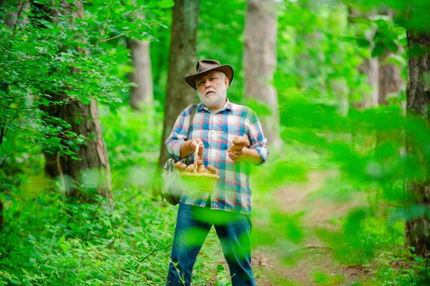 Pilz im Wald Älterer Mann, der Pilze im Wald sammelt