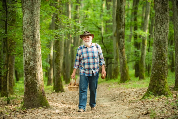 Pilz im Wald Älterer Mann, der Pilze im Wald sammelt