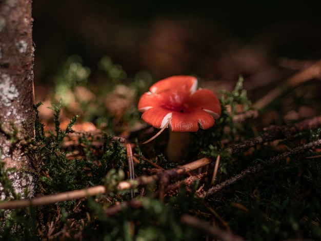 Pilz im Wald unter dem Baum