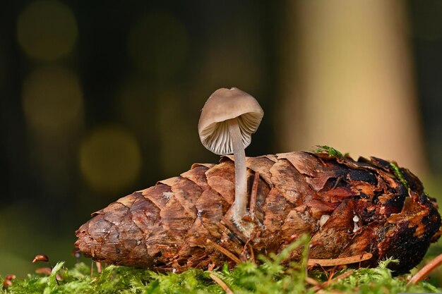 Pilz im Wald