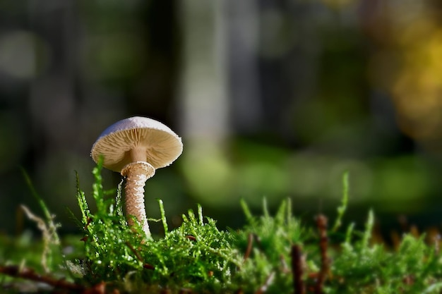 Pilz im Wald