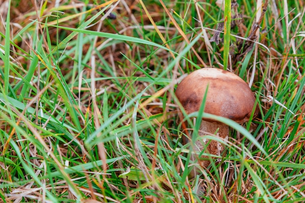 Pilz im Waldmakro, Wald, Nahaufnahme