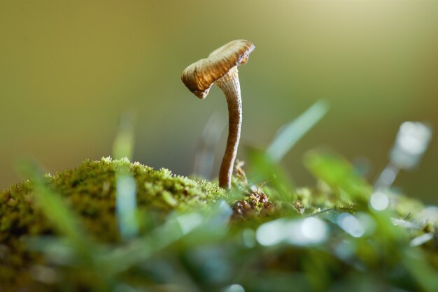 Pilz in der tropischen Gartenpilztapete