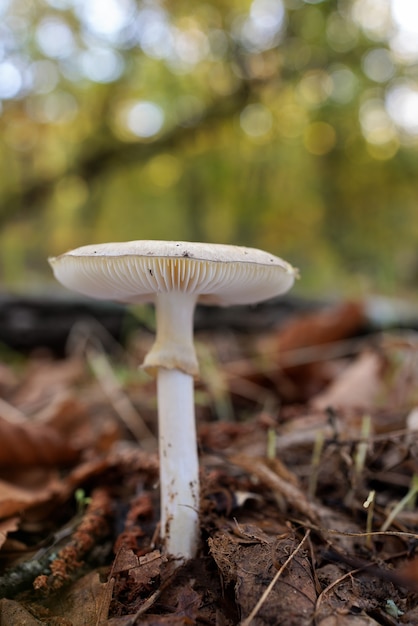 Pilz in einem Kastanienwald.