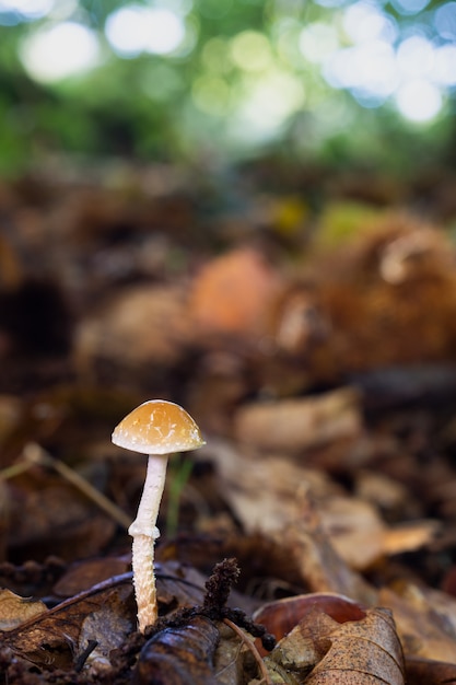 Pilz in einem Kastanienwald.