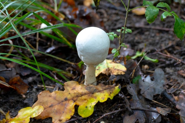 Pilz in einem natürlichen Hintergrund. Foto in hoher Qualität