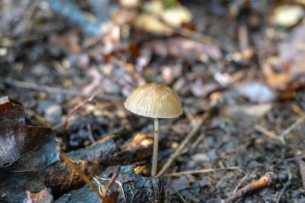 Pilz in einem natürlichen Hintergrund. Foto in hoher Qualität