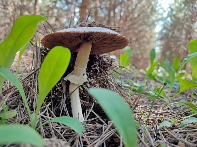 Pilz in einem Pinienwald