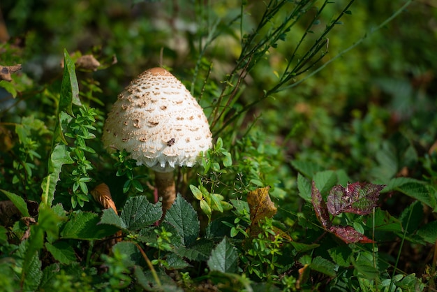 Pilz Macrolepiota procera auf der Wiese