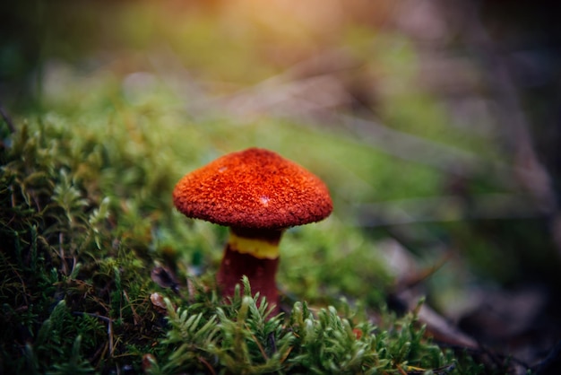 Foto pilz mit einer leuchtend roten schuppigen kappe nahaufnahme verschwommener grüner hintergrund boletinus asiaticus wächst unter moos in einem feuchten wald schöne giftige pilze