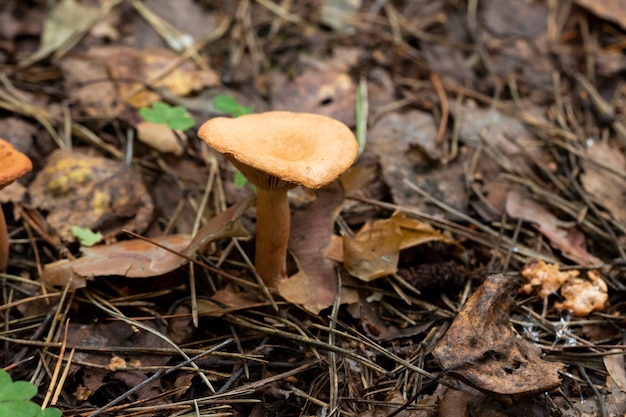 Pilz namens Clitocybe gibba. Herbstpilz von grau-gelber Farbe im Wald.