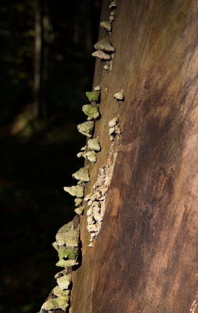 Pilz polyporus squamosus wächst auf einem Baum polyporaceae