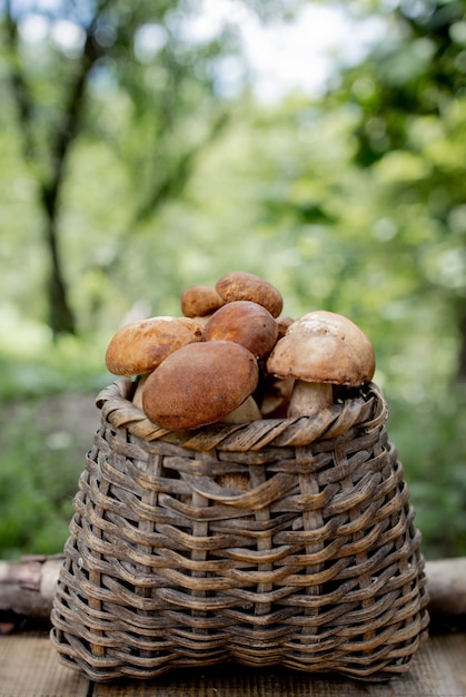 Pilz Steinpilz über Holzwald.