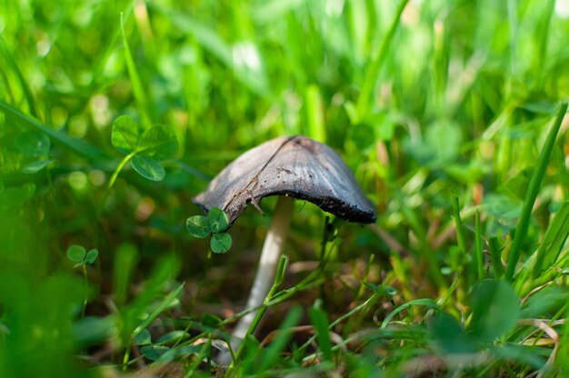 Pilz unter hohem Gras. Grauer Pilz. Pilzhut.