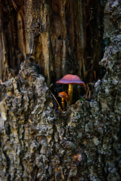 Pilz wächst auf einem Baum