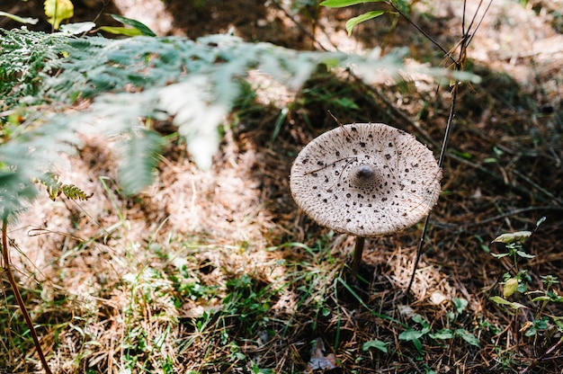 Pilz wächst im Gras im Wald