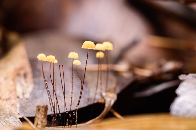 Pilz wächst im natürlichen Wald