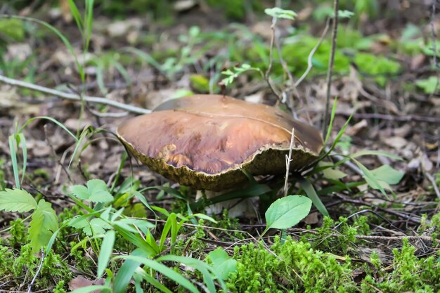 Pilz wächst im wilden Wald.