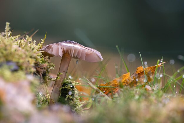 Pilz en el wiese