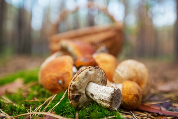 Foto pilz